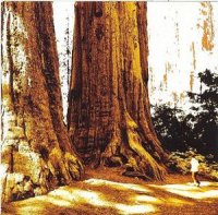 Conifer - Conifer (2004)