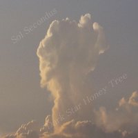 Dark Star Honey Tree - Sol Secondus (2015)