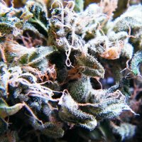 Dope Smoker - Legalize It (2017)