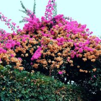 Jay Som - Untitled (2015)