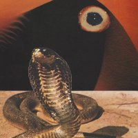 Fingerprints - Tribes (2017)