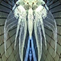 Voidgod - Deep Northe (2015)