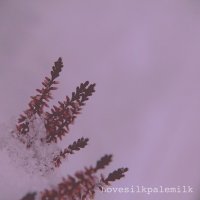 Lovesilkpalemilk - Your Skin, Pale As Milk (2013)