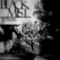 The Grey Crow - Black Mist (2017)