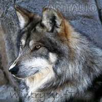 Antalio - Wintry WolfTales (2015)