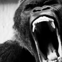 Ape Shifter - Ape Shifter (2017)