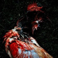 Cult Illusion - Polemic (2015)