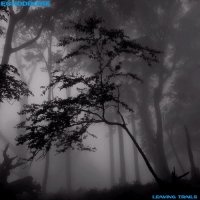 Echodrome - Leaving Trails (2015)
