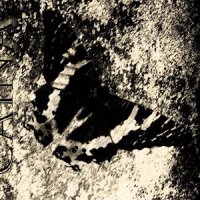 Caina - Some People Fall (2006)  Lossless