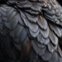 Ex People - Bird (2017)