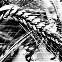 Tom Ellard - Rhine (2015)