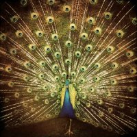 Ani DiFranco - Which Side Are You On (2012)