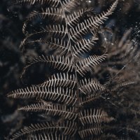 Paul Dye - Buried (2014)