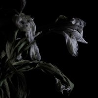 Cavernlight - As We Cup Our Hands And Drink From The Stream Of Our Ache (2017)