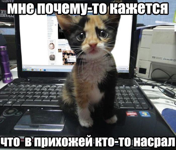 Прикольные картинки (30 фото)
