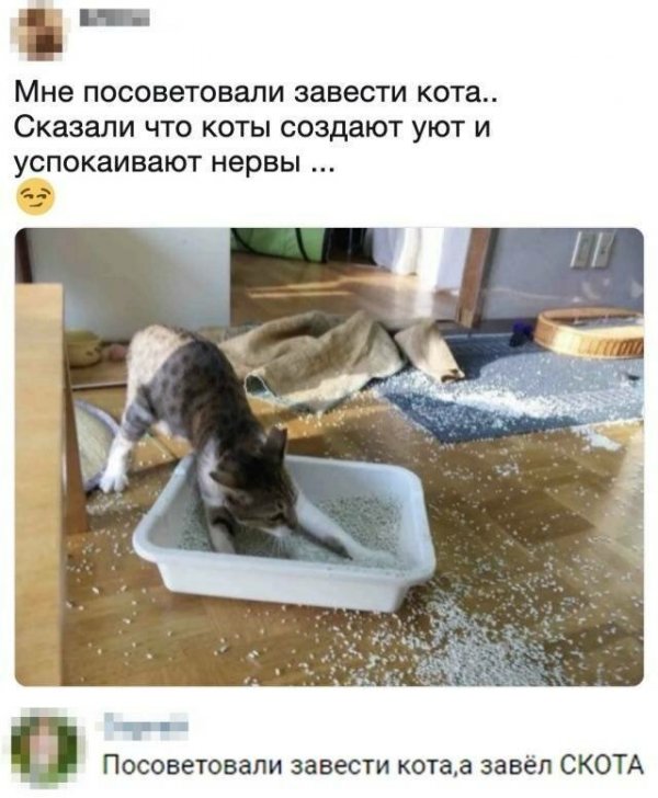 Котоприколы (15 фото)