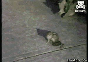 Прикольные гифки (15 гифок)