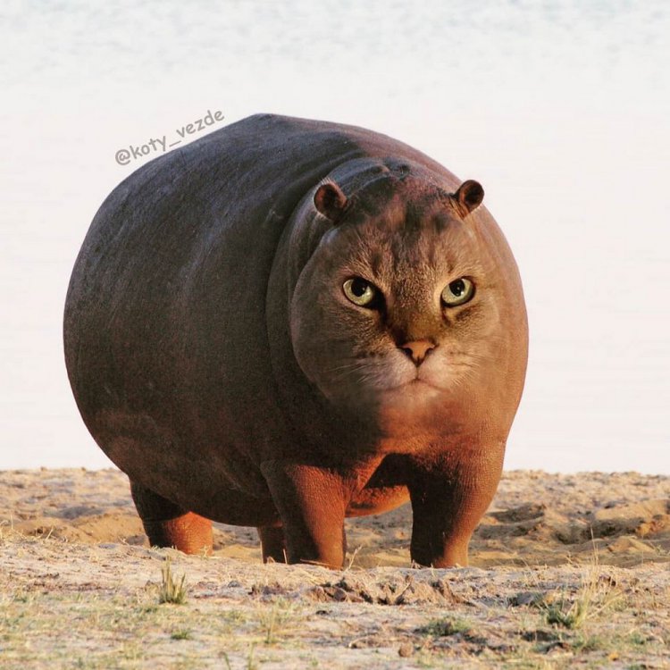 Вселенная кошек (25 фото)