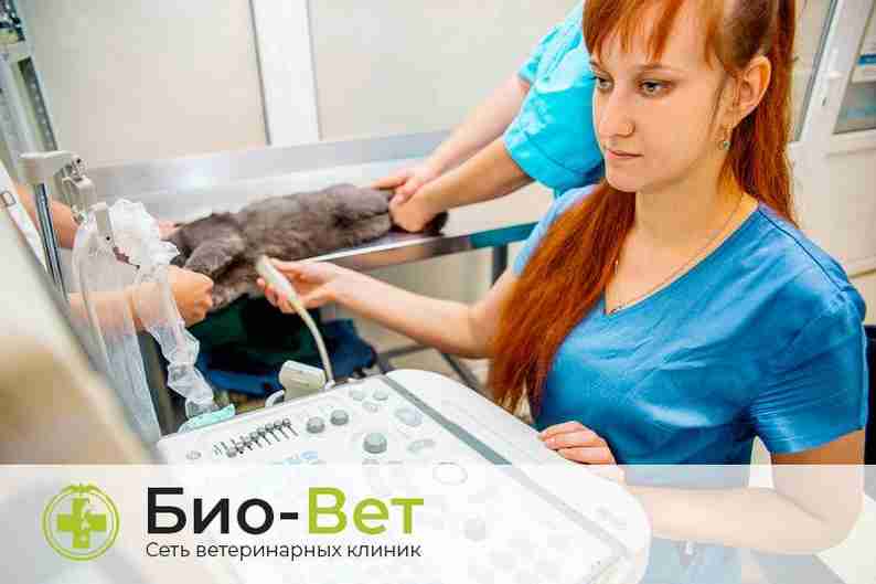 Оборудование для ветеринарии и животноводства от Биовет