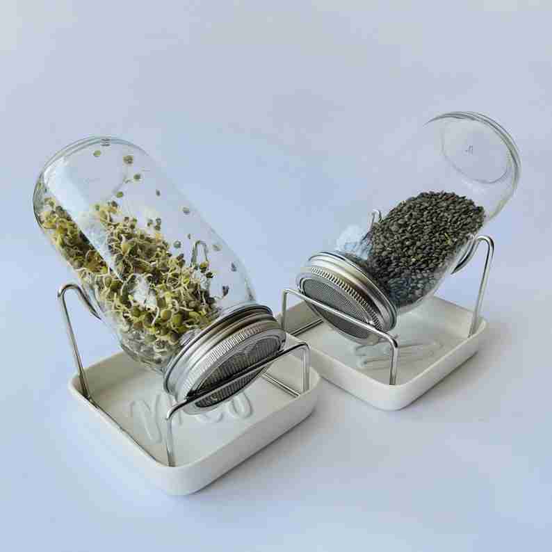 Healthy sprouting seeds in a kit