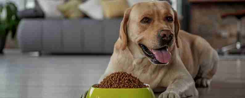 Большой выбор сухих кормов для собак от бренда Purina Pro Plan Большой выбор сухих кормов для собак от бренда Purina Pro Plan