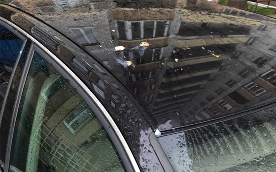 В Брянске закидали яйцами Audi «оленя парковки» В Брянске закидали яйцами Audi «оленя парковки»
