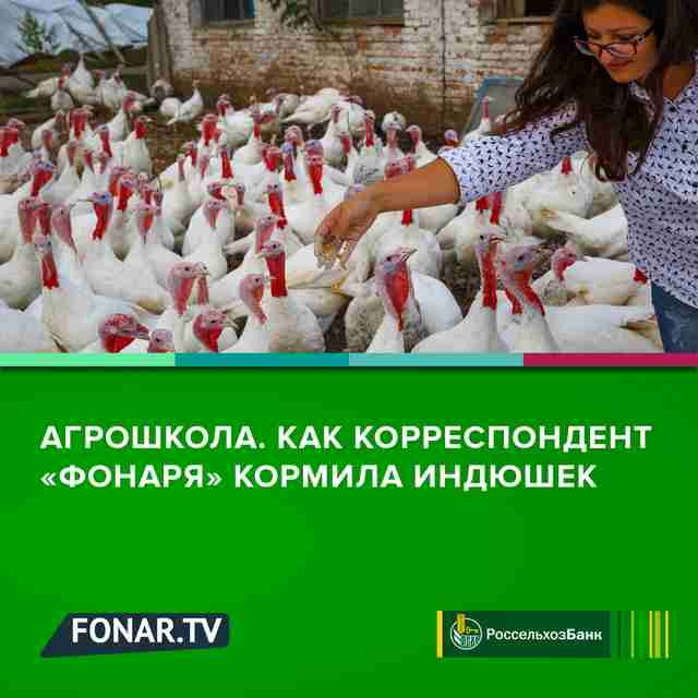 Агрошкола. Как корреспондент «Фонаря» кормила индюшек* Агрошкола. Как корреспондент «Фонаря» кормила индюшек*