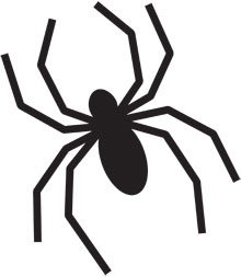 spider