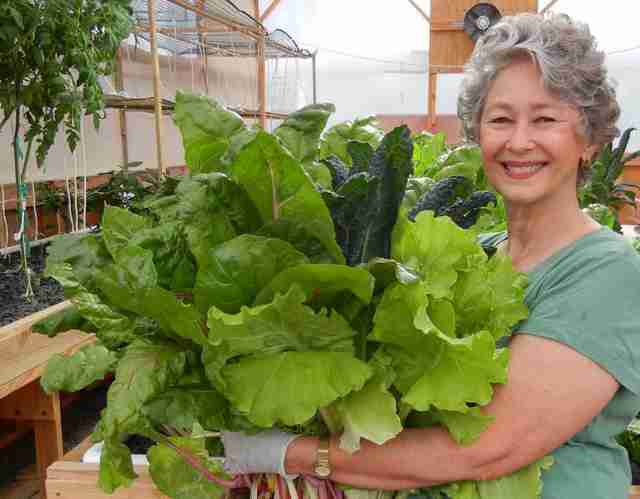 Phyllis-harvesting-greens