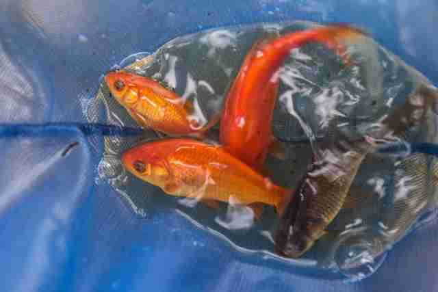 goldfish1-1024x683