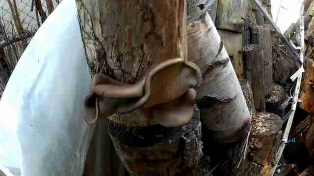 вешенки-выход.mp4_snapshot_03.47_[2016.05.06_01.16.20]