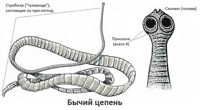 Внимание, паразиты в человеческом теле!