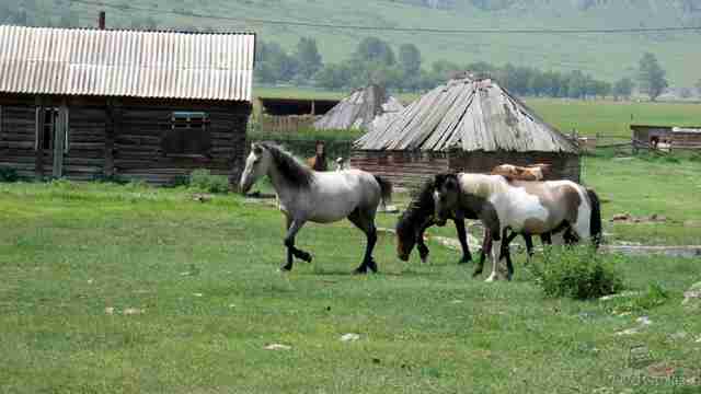 Долина Чулышмана Алтайские лошади