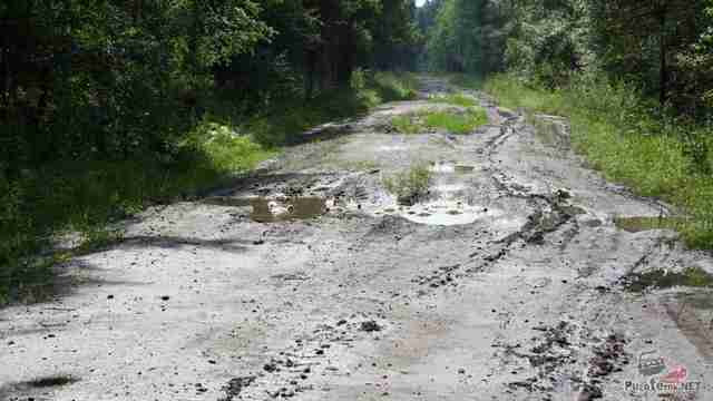 Гусята в луже на дороге