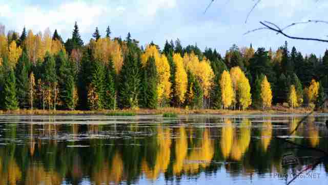 Краски осеннего леса