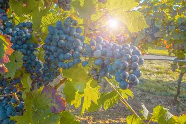 Обрезка винограда - пошаговая инструкция и практические советы для начинающих Обрезка винограда - пошаговая инструкция и практические советы для начинающих