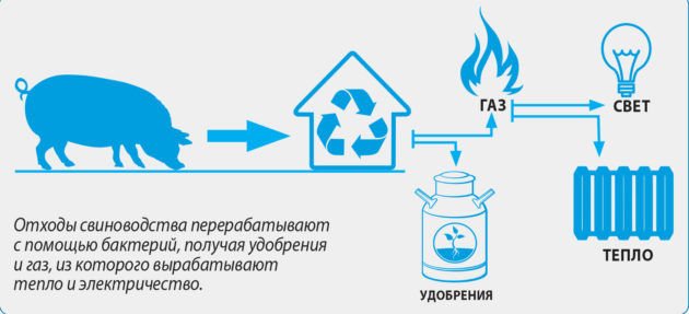 Биогаз из навоза своими руками: как получить биогаз в домашних условиях Экологическая ценность