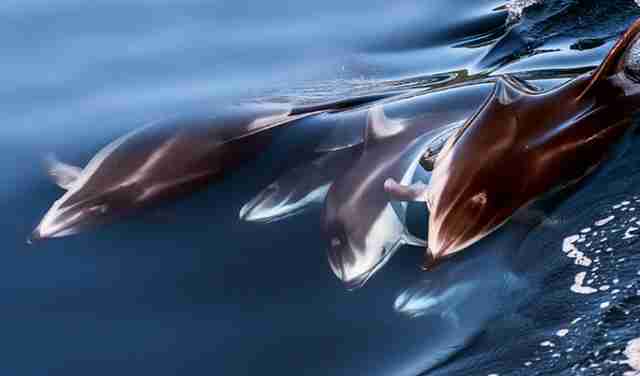 Игровой автомат «Dolphin’s Pearl»: в погоне за морскими сокровищами