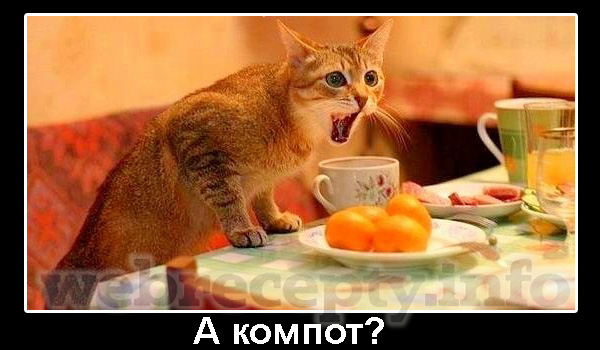 kot i kompot