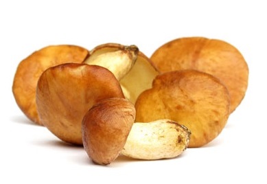 Маслята maslyata