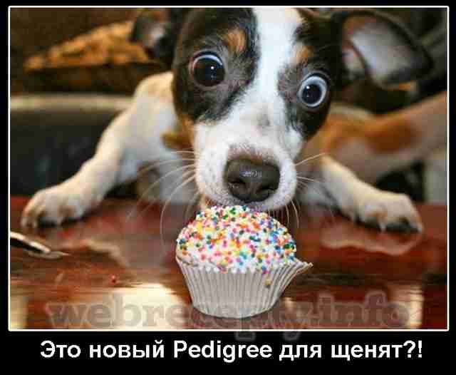 Shhenok i pirozhnoe 
