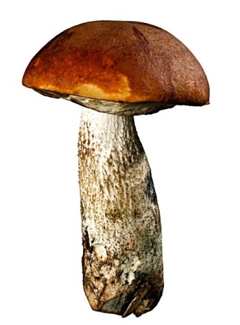 Подосиновик podosinovik