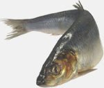 Seld zharenaja